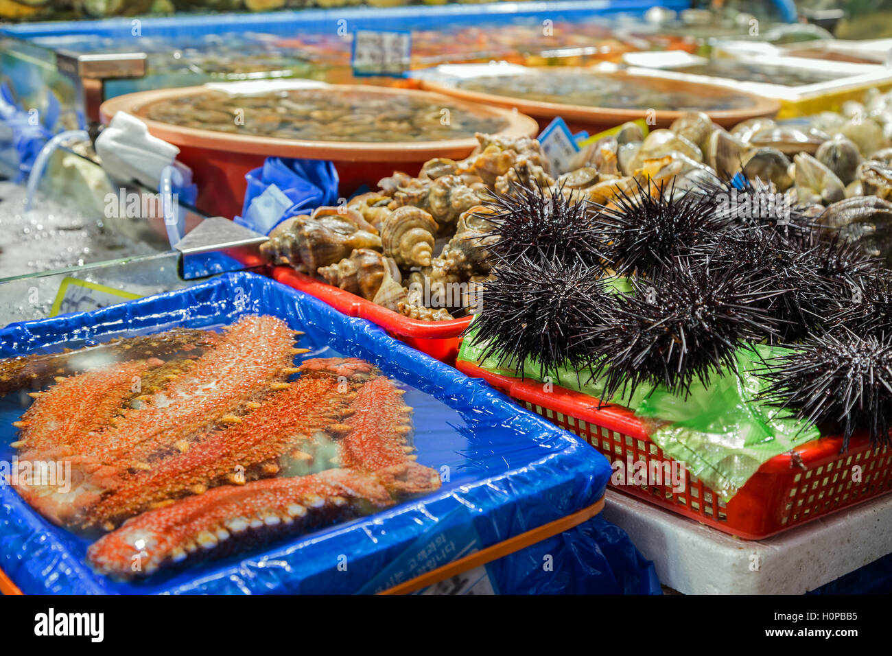 Sea cucumbers, sea urchins and other seafood being sold at the