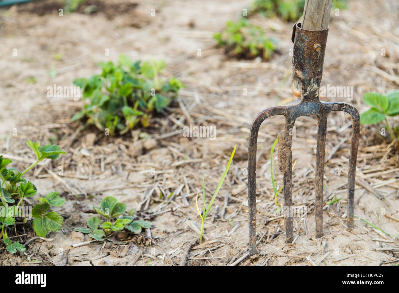 Farmers pitchfork in ground Stock Photo Alamy