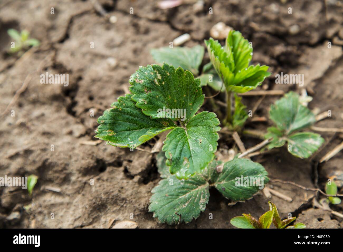Green bushes of a strawberry Stock Photo - Alamy