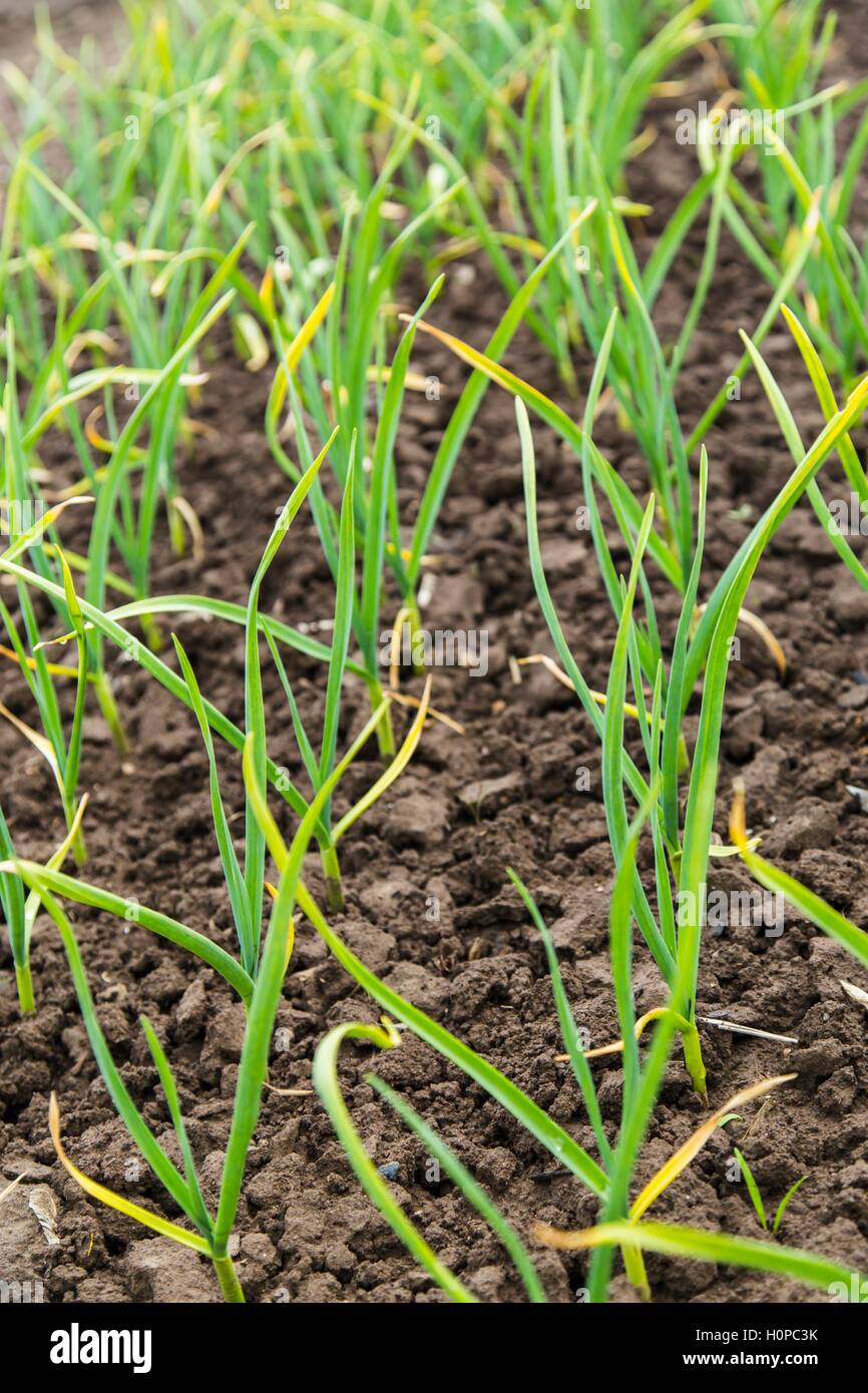 Green onion plantation Stock Photo Alamy