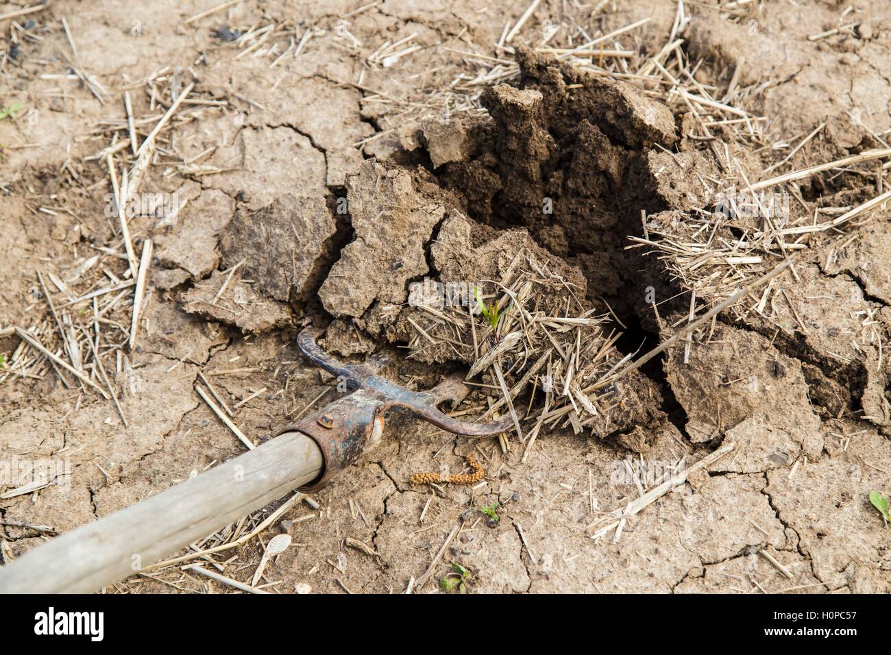 Forks in the ground Stock Photo Alamy