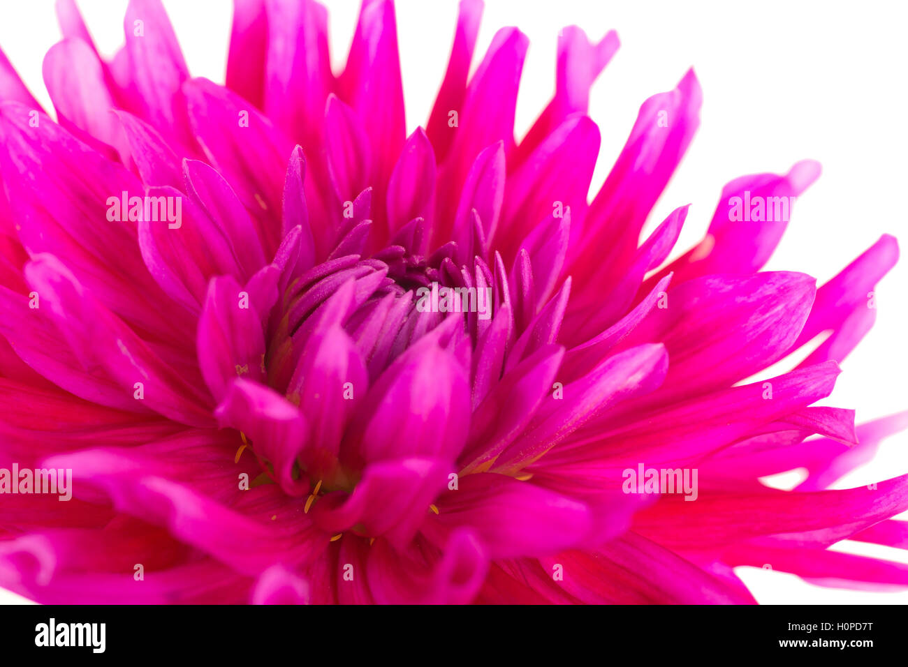 Cactus dahlia from the home garden on a white background. Stock Photo