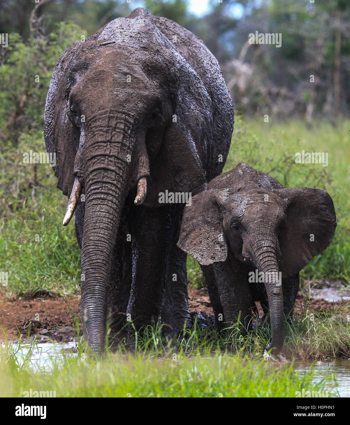 Elephant mother and calf at a waterhole in The Kruger National Park South Africa Stock Photo