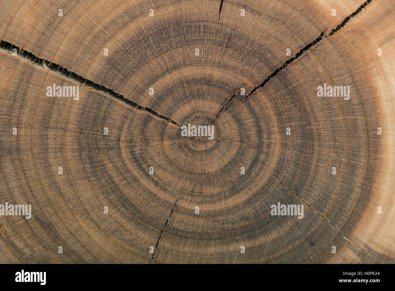 End grain wood rings texture Stock Photo Alamy