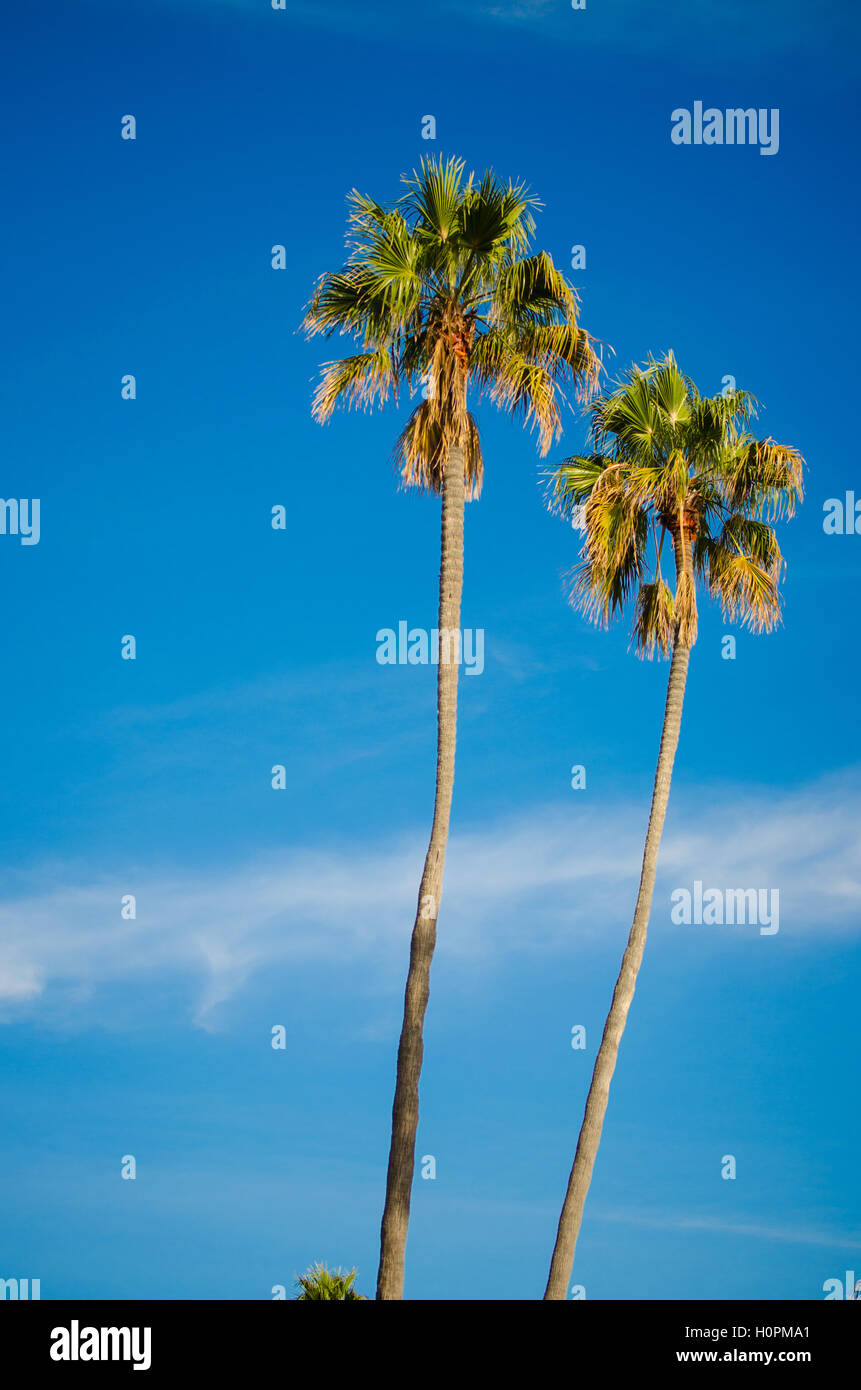 Beautiful Palm trees in Laguna Beach Stock Photo Alamy