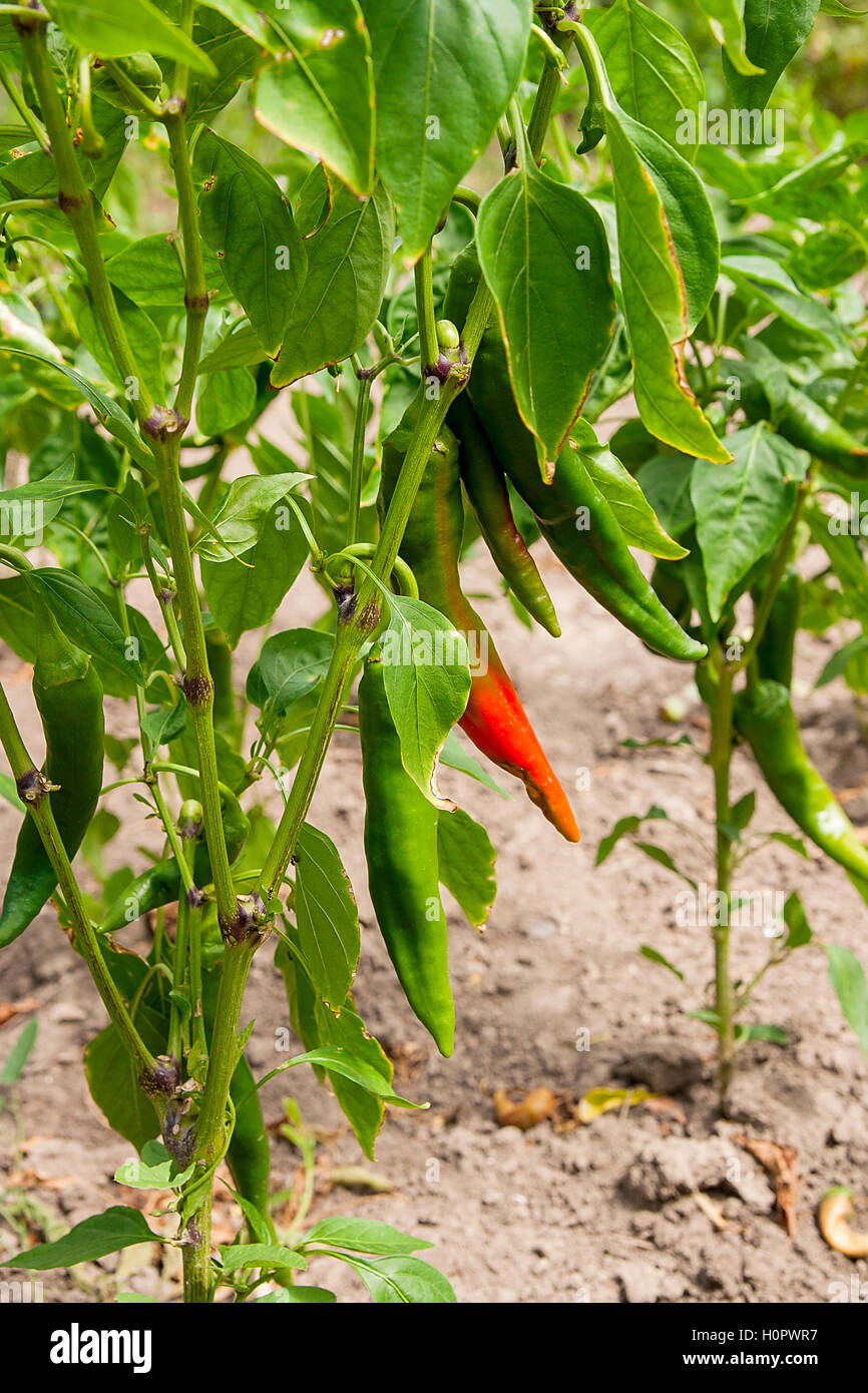 Bright colored pepper plants hot chilly peppers in soft focus. Close