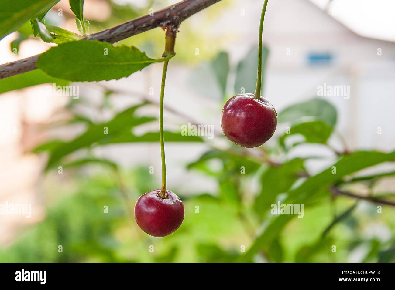Red cherries on a branch just before harvest in the garden at summer time. Red ripe cherries on a tree branch Stock Photo