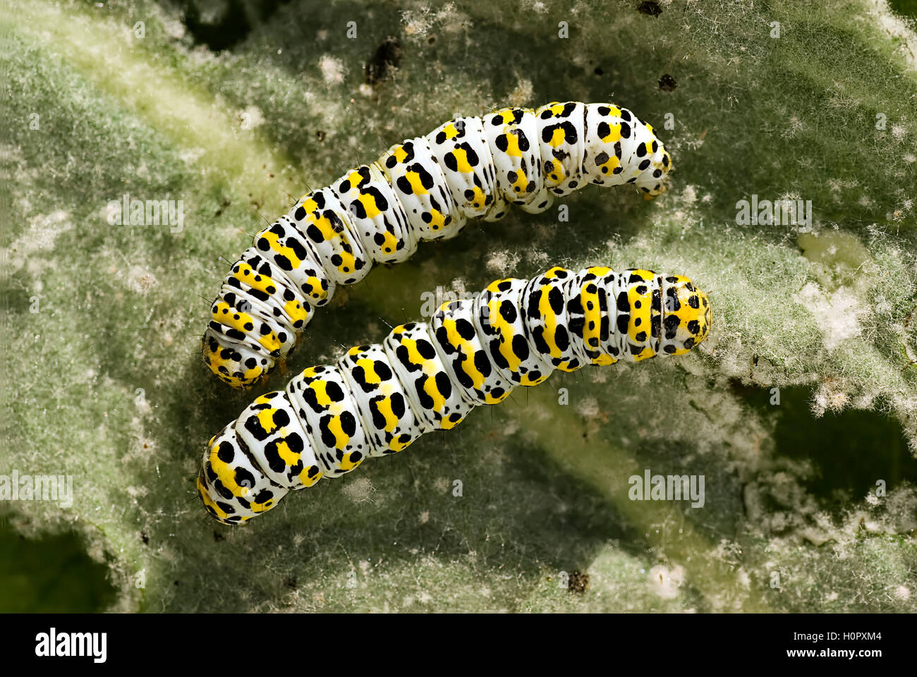 Close up of Mullein Moth Caterpillar eating holes on verbascum leaf. Stock Photo