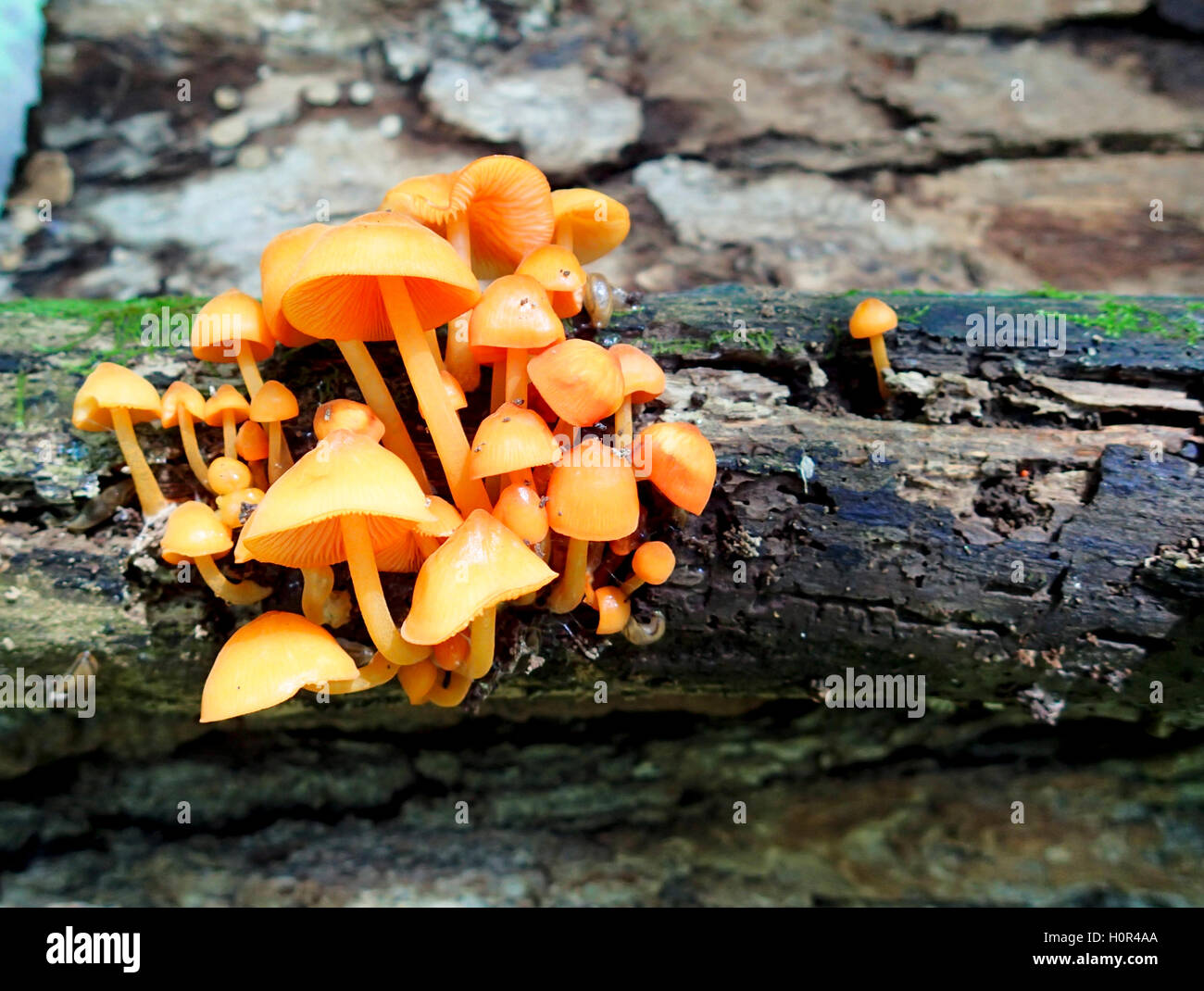 Wild mushroom growing on a dead log in the forest Stock Photo