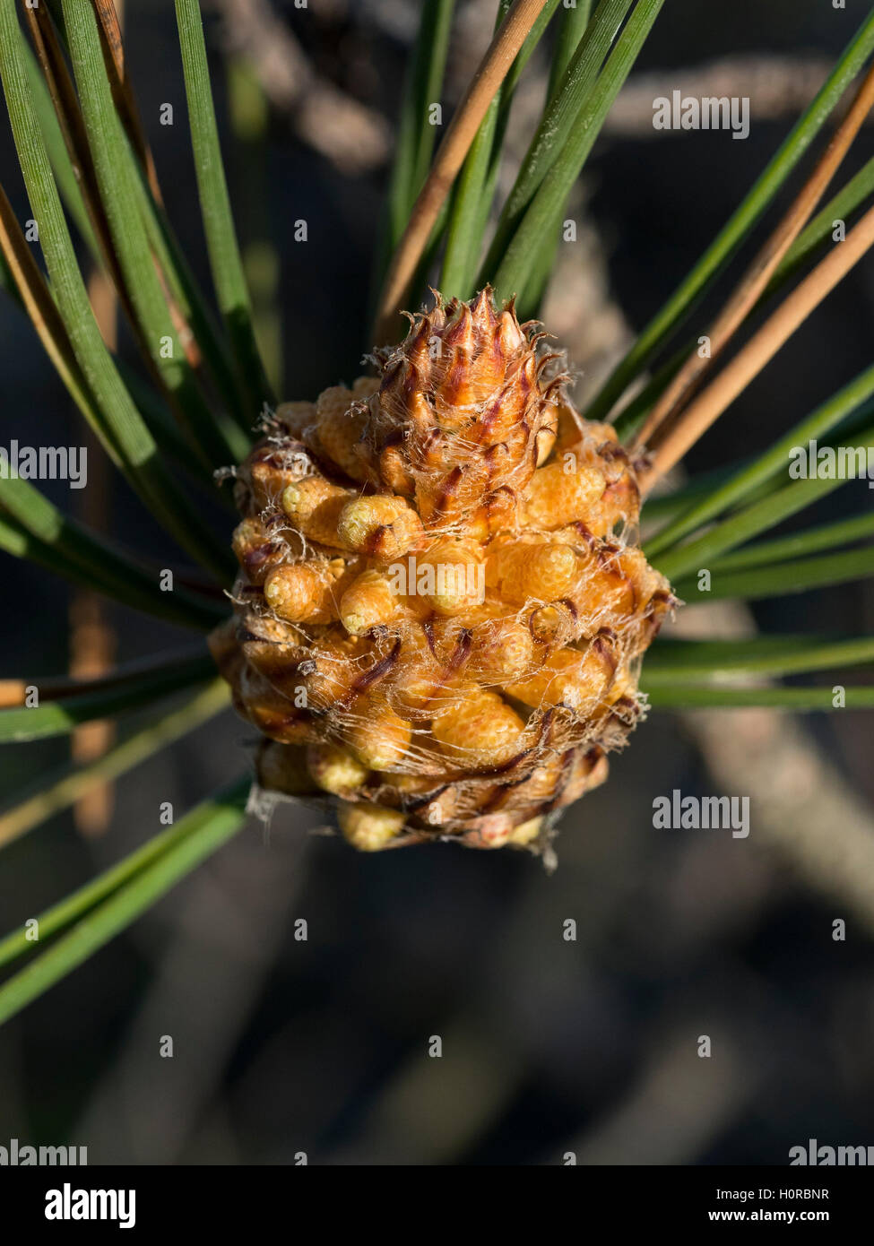 Maritime pine cones (strobili) in spring Stock Photo Alamy