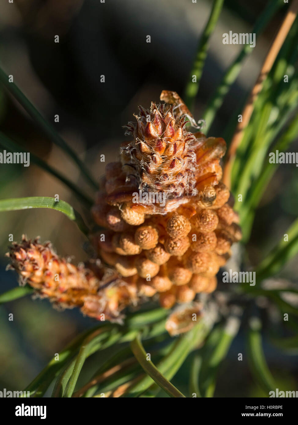 Strobilus strobili hires stock photography and images Alamy