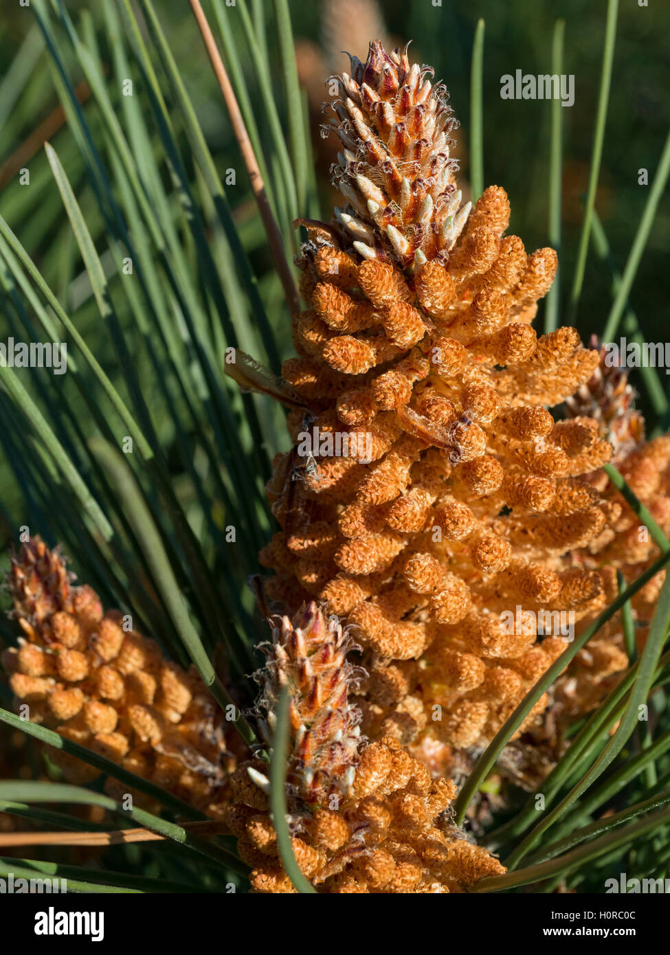 Strobilus strobili hires stock photography and images Alamy