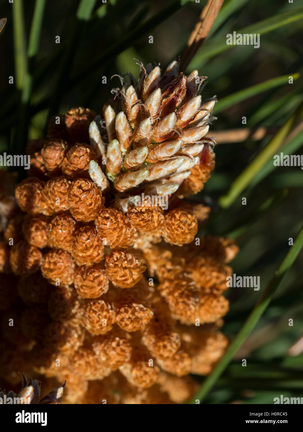 Maritime pine cones (strobili) in spring. Stock Photo