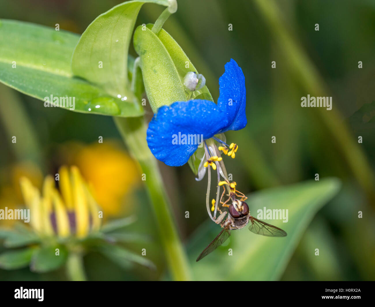 Hoverflies, sometimes called flower flies, or syrphid flies, make up the insect family Syrphidae Stock Photo