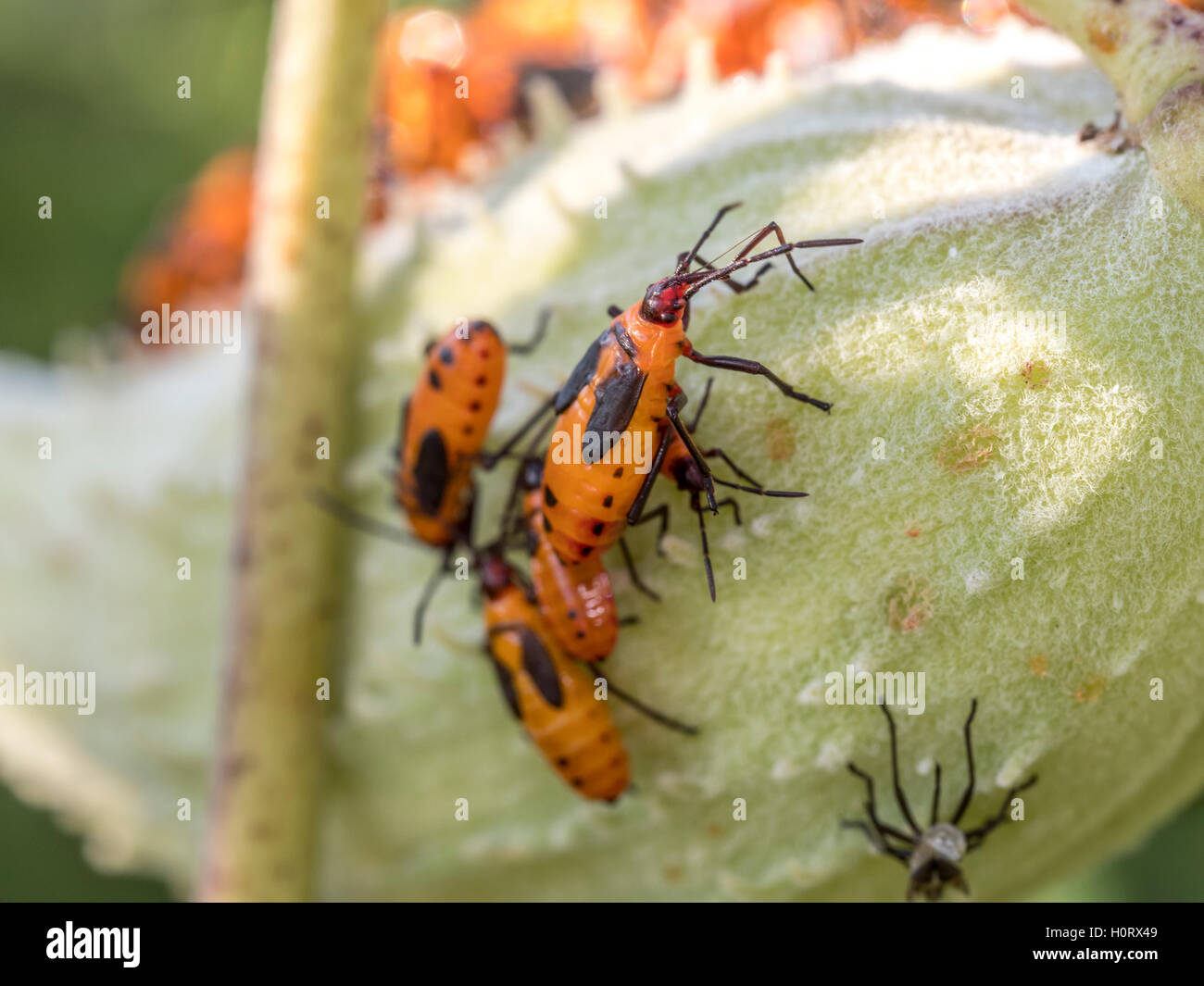Lygaeidae are a family in the Hemiptera  commonly known as milkweed bugs, Stock Photo