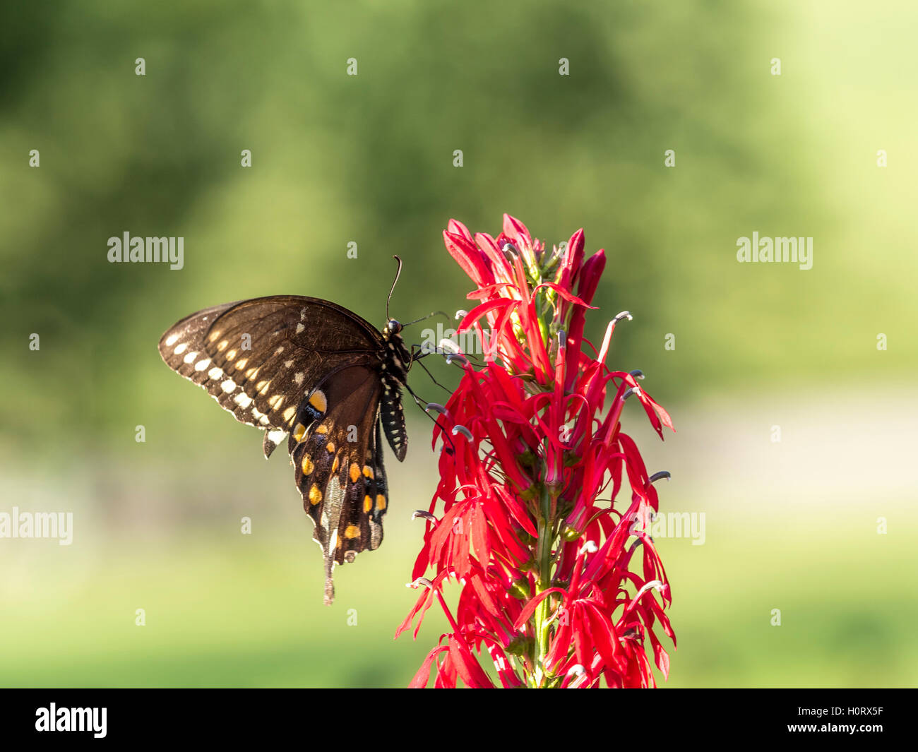 Eastern tiger swallowtail, Papilio glaucus is a species of swallowtail