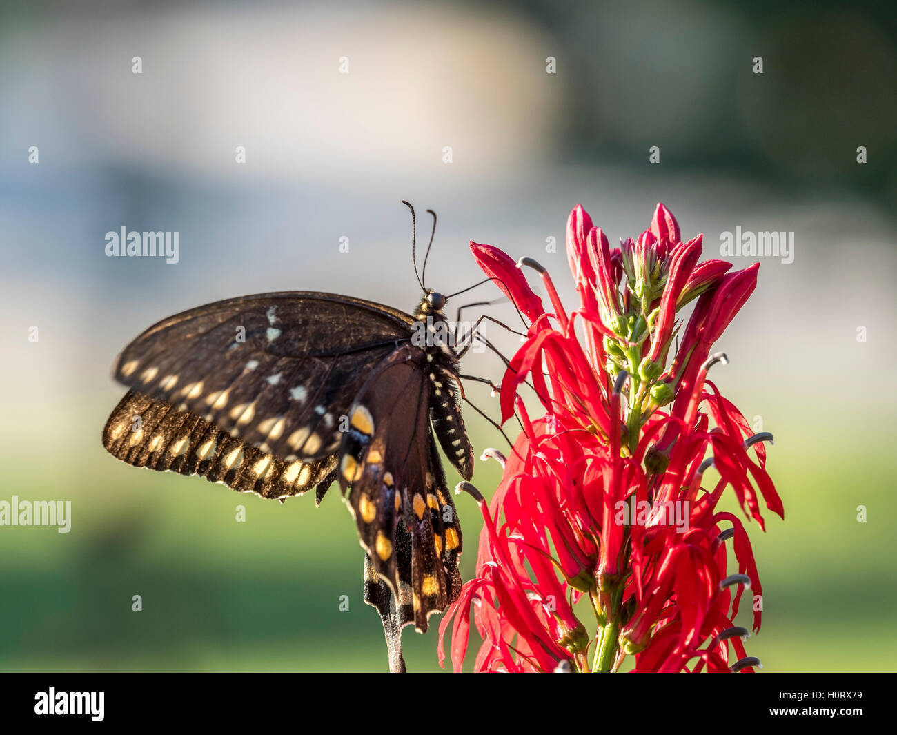 Eastern tiger swallowtail, Papilio glaucus is a species of swallowtail