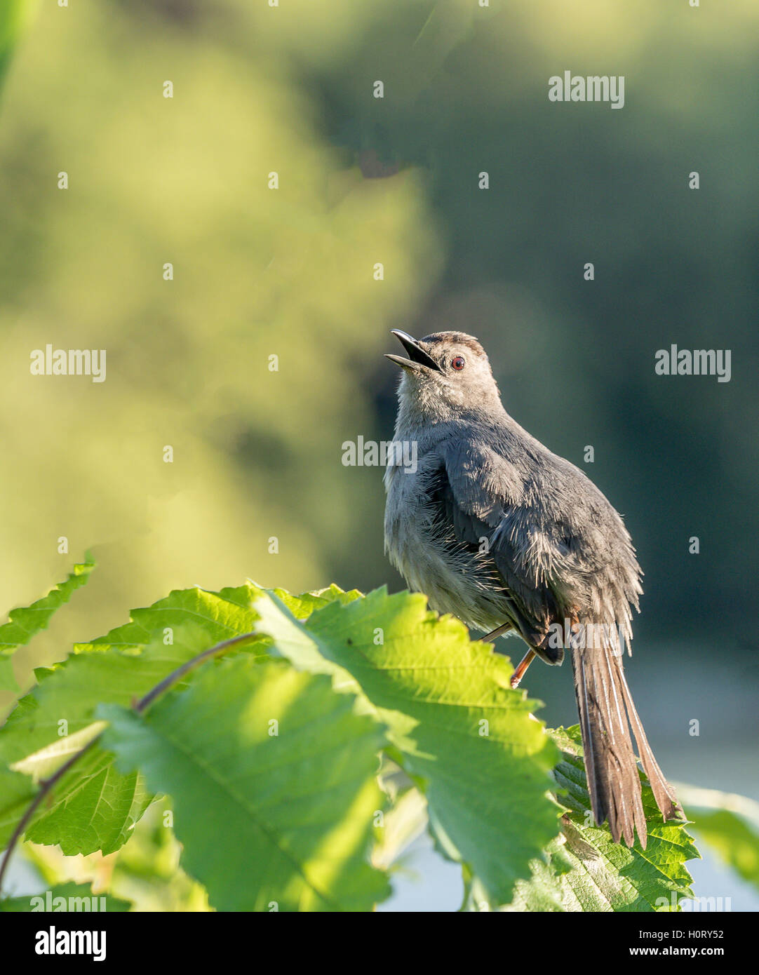 gray catbird, Dumetella carolinensis, also spelled grey catbird, is a medium-sized North American bird Stock Photo