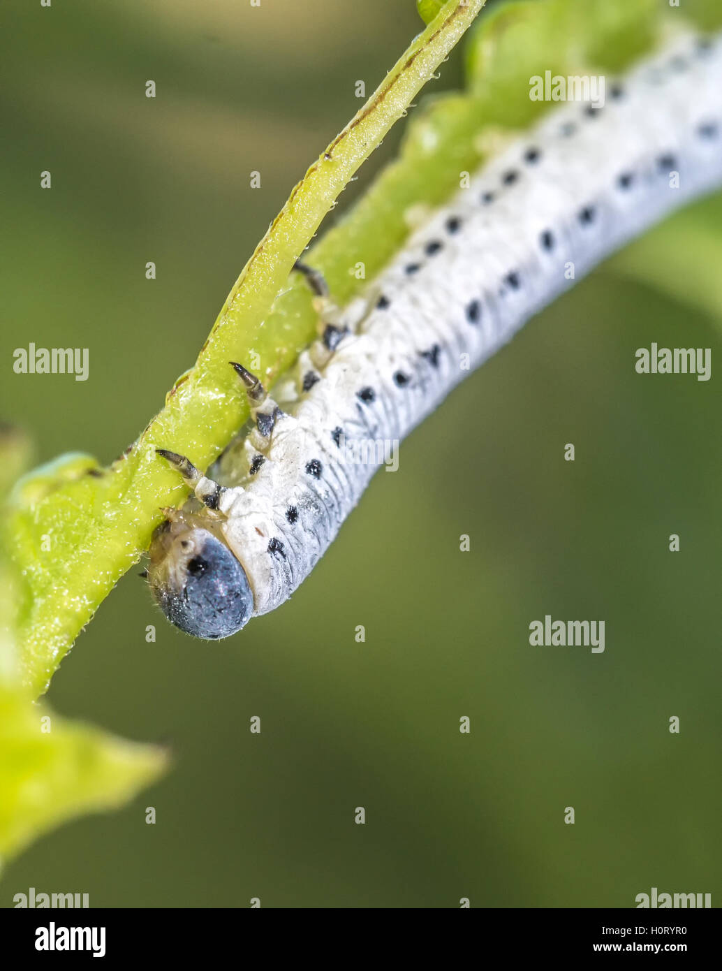Caterpillar is the common name for the larvae of members of the order