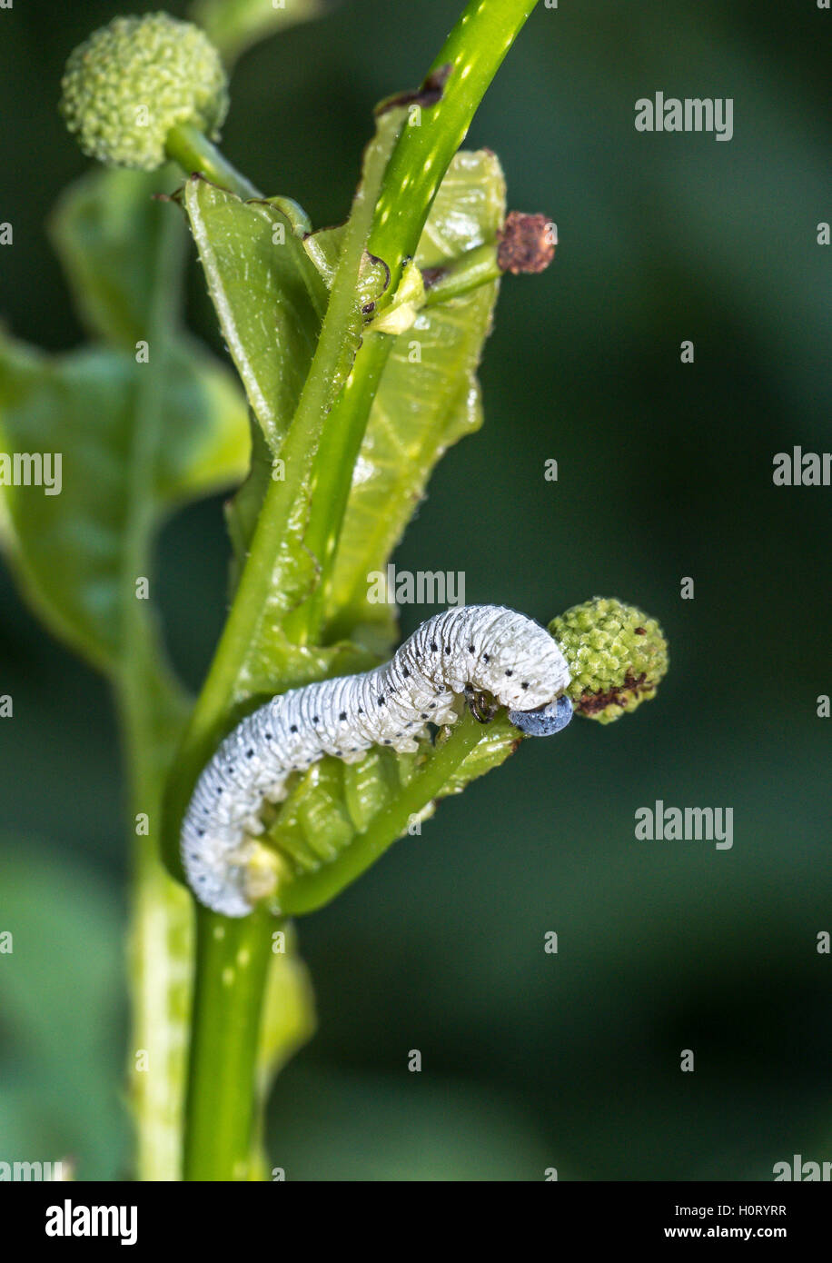 Caterpillar is the common name for the larvae of members of the order