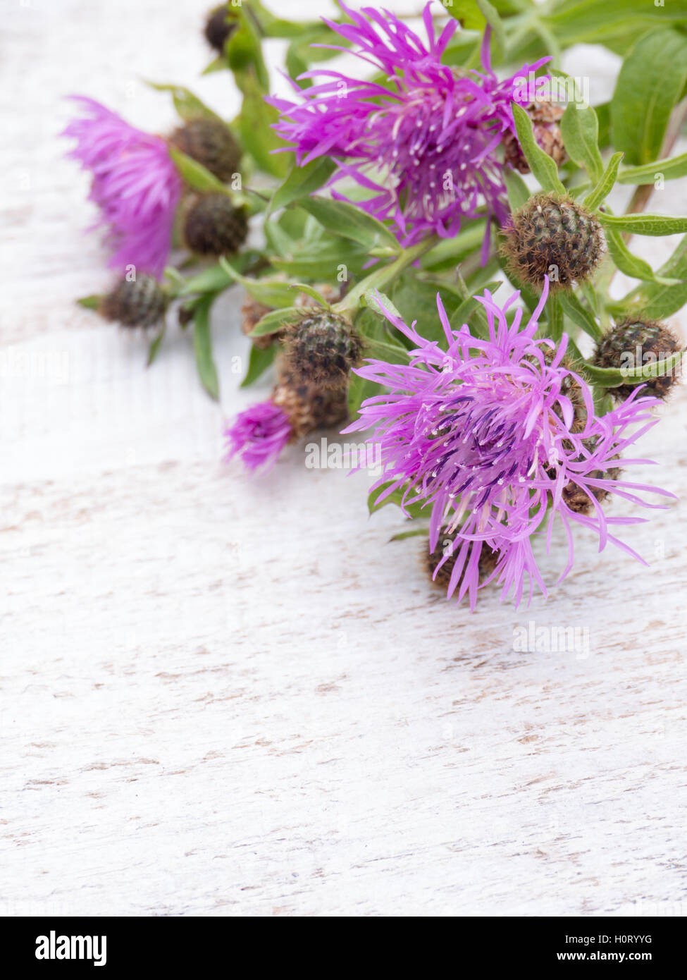 Greater bouquet hi-res stock photography and images - Alamy