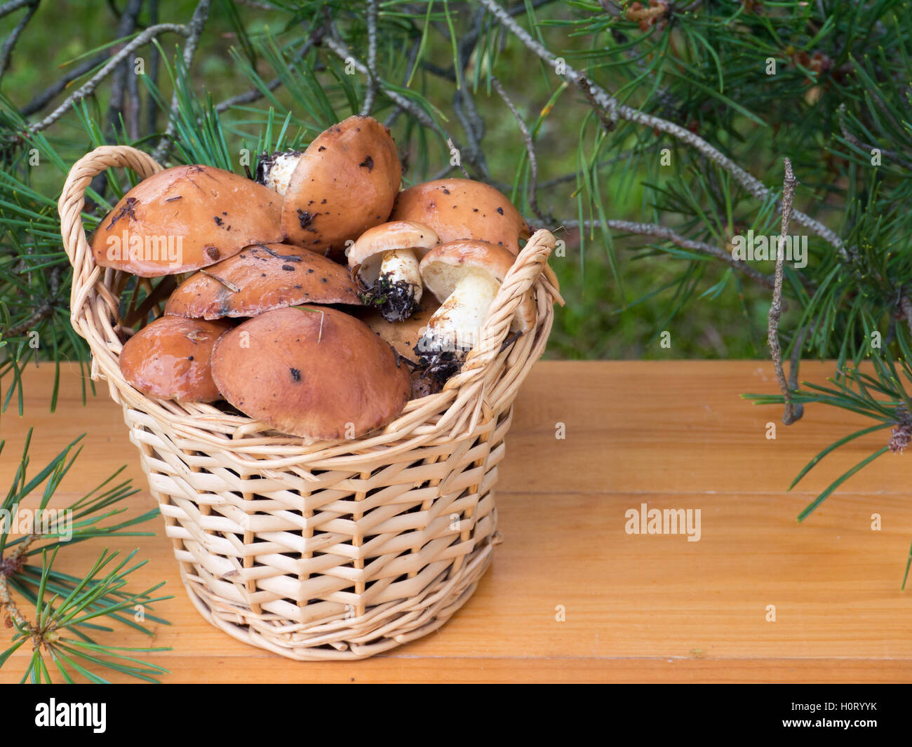 Slippery jacks mushrooms in the basket under pine tree on the planks background Stock Photo