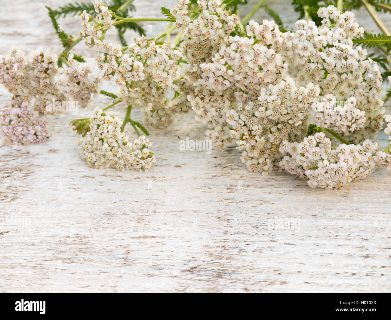 Achillea millefolium flowers heap on the white rough painted background Stock Photo