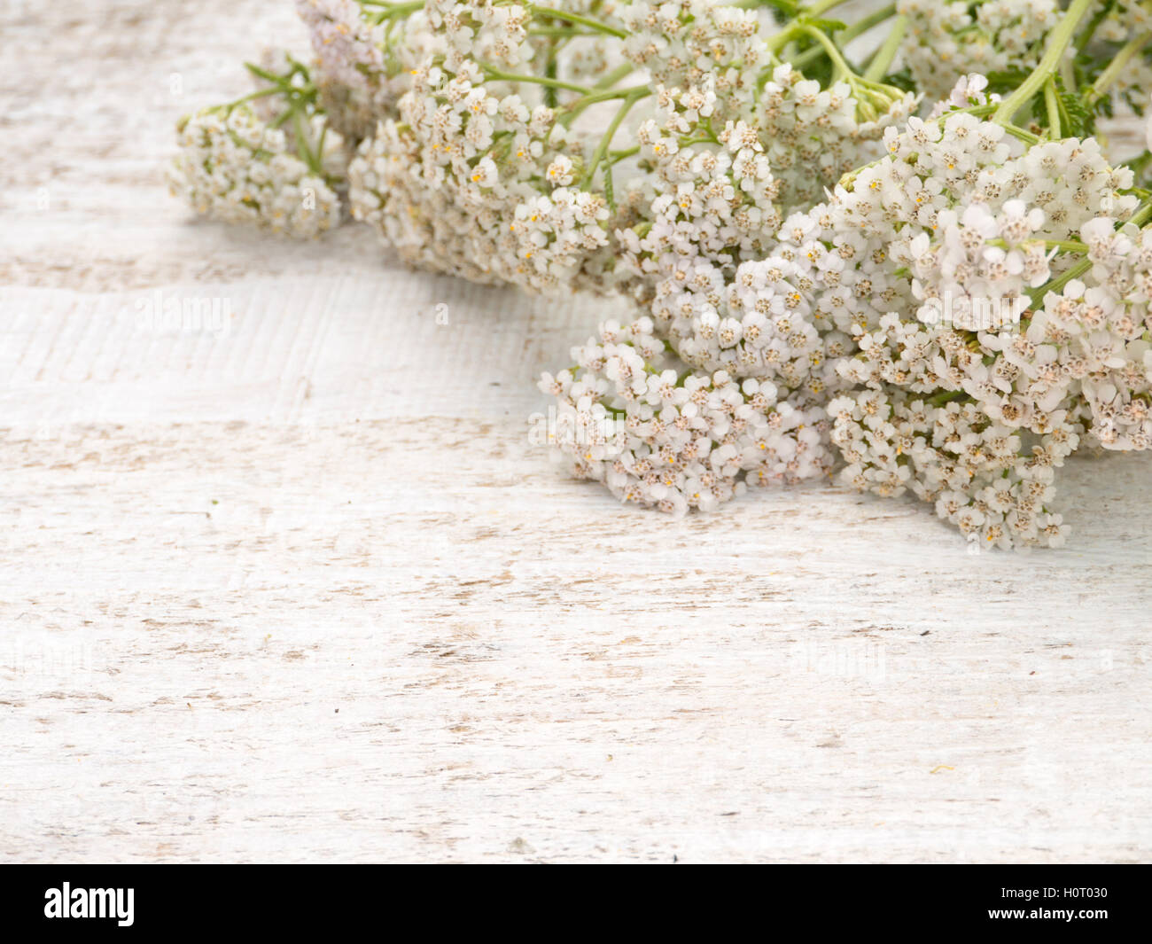 Milfoil flowers heap on the white rough painted background Stock Photo