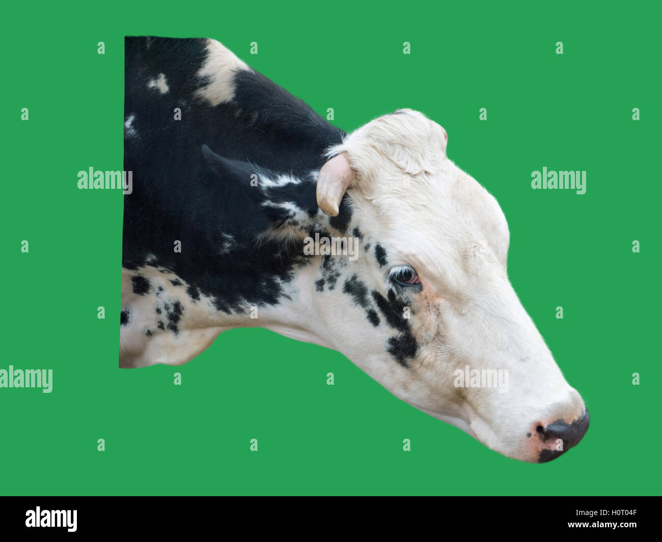 Cow head hires stock photography and images Alamy