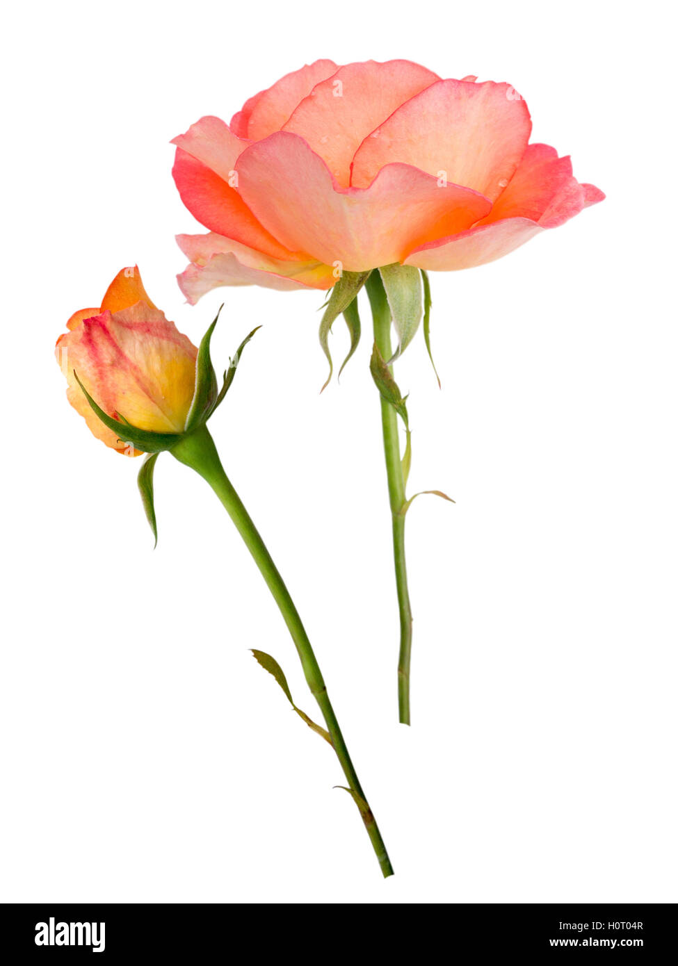 Rose rosa flower bud Cut Out Stock Images Pictures Alamy