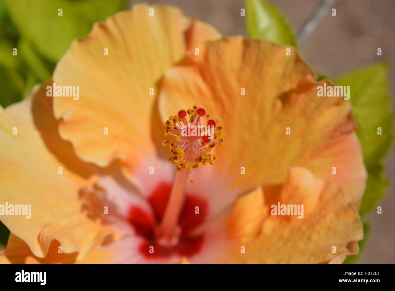 Hibiscus flower close up, showing stamen and stile Stock Photo Alamy