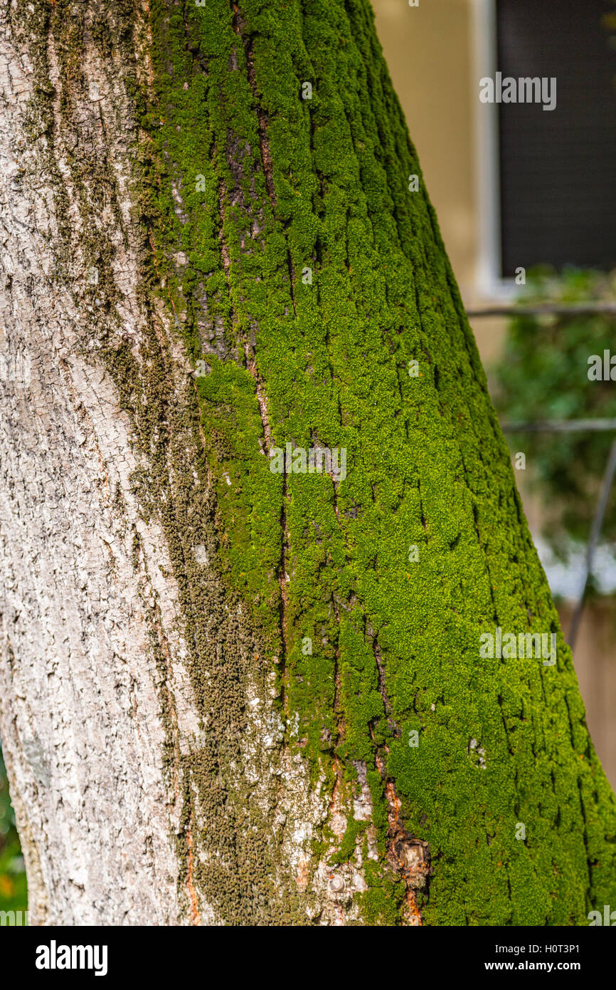 moss on maritime pine trunk Stock Photo