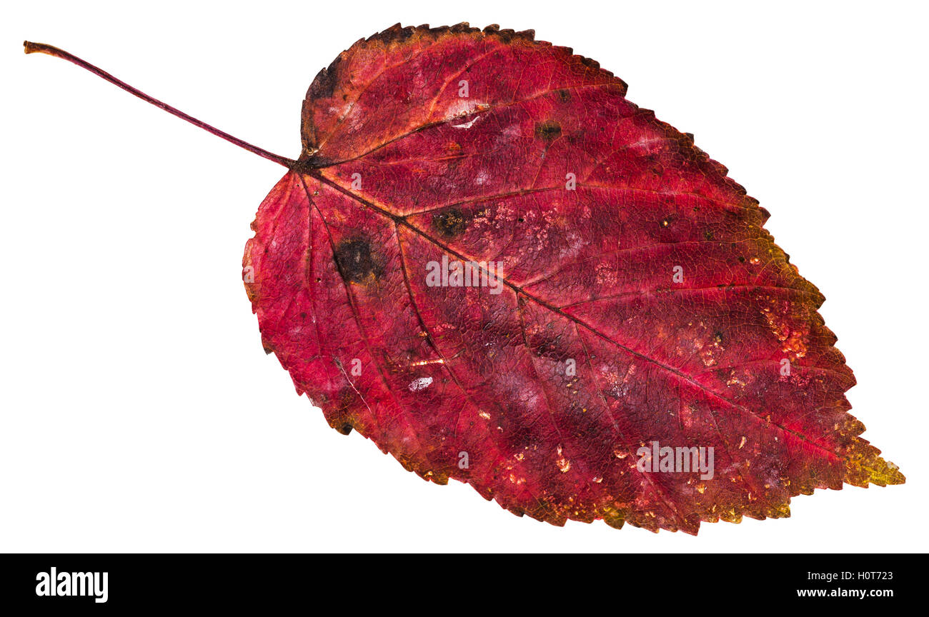 red dead leaf of ash-leaved maple tree (Acer negundo, Box elder, boxelder maple, ash-leaved maple, maple ash) isolated on white Stock Photo