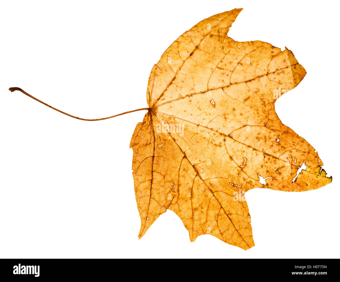 yellow dead leaf of maple tree (Acer platanoides, Norway maple) isolated on white background Stock Photo