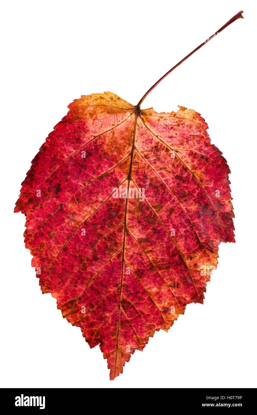 red autumn leaf of ash-leaved maple tree (Acer negundo, Box elder, boxelder maple, ash-leaved maple, maple ash) isolated on whit Stock Photo