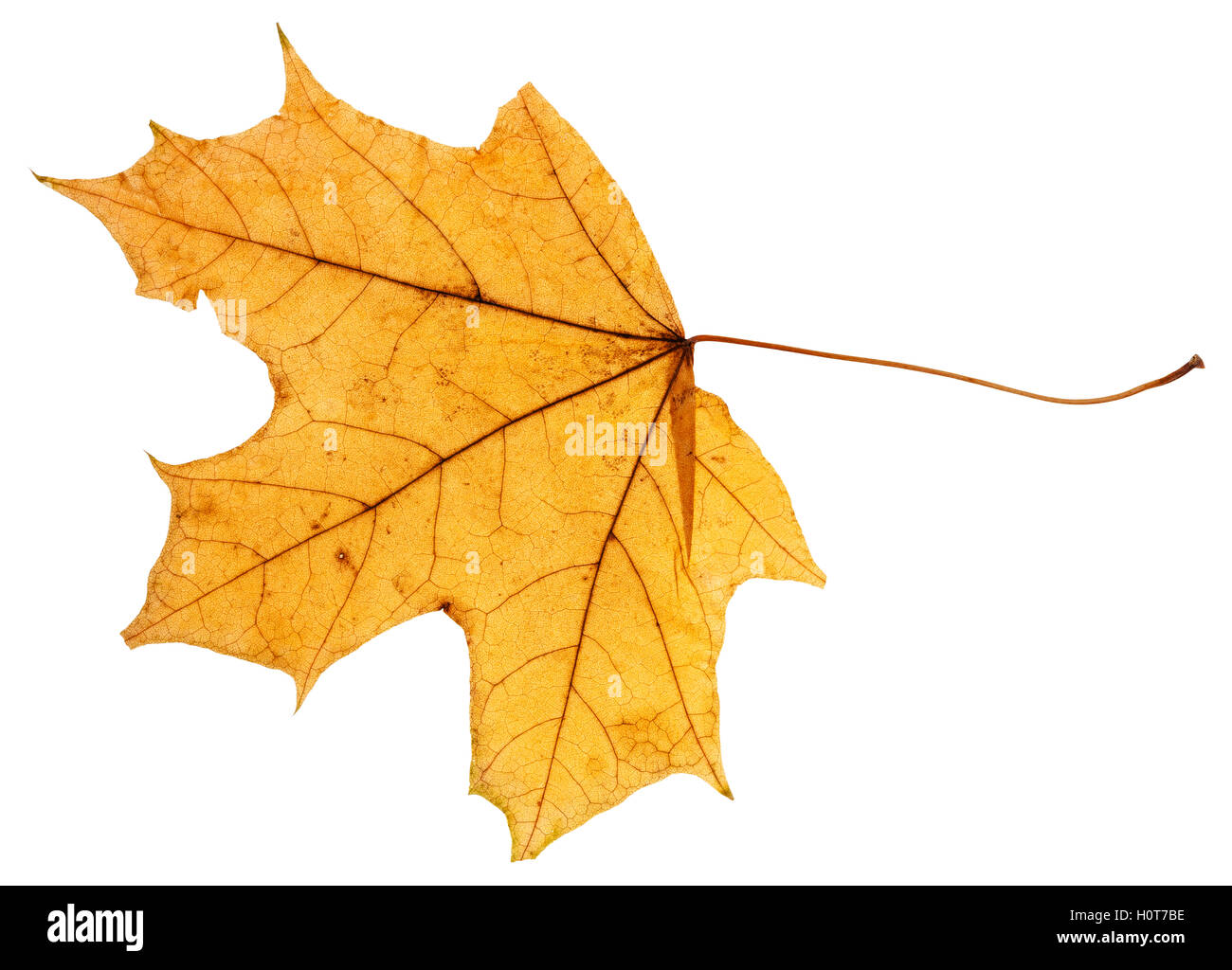 yellow autumn leaf of maple tree (Acer platanoides, Norway maple) isolated on white background Stock Photo