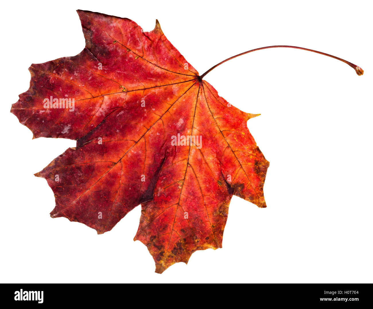 red fallen leaf of maple tree (Acer platanoides, Norway maple) isolated on white background Stock Photo