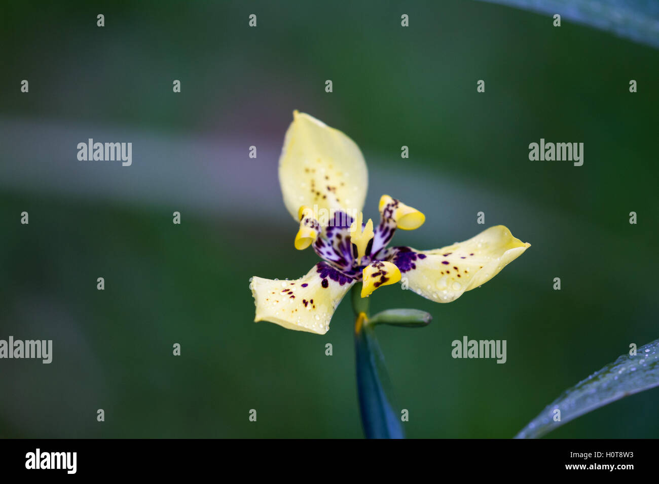 close up of a beautiful yellow orchid in the tropical rainforest in San Carlos, Costa Rica Stock Photo