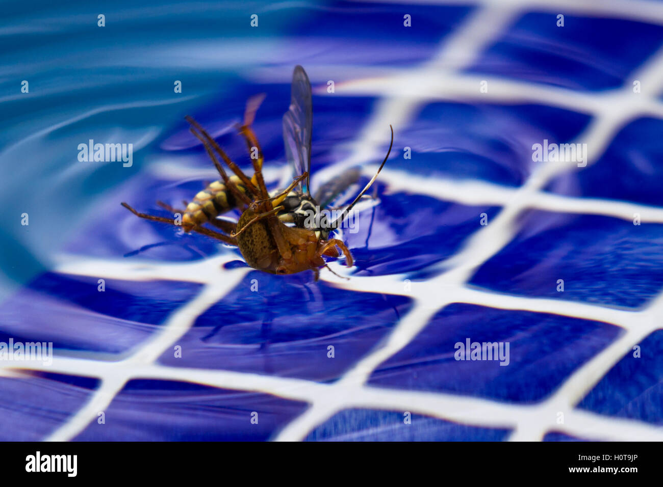 action shots of a spider wasp killing a spider by drowning it in a
