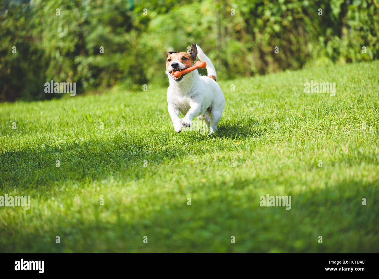 A Dog With A Bone Meaning