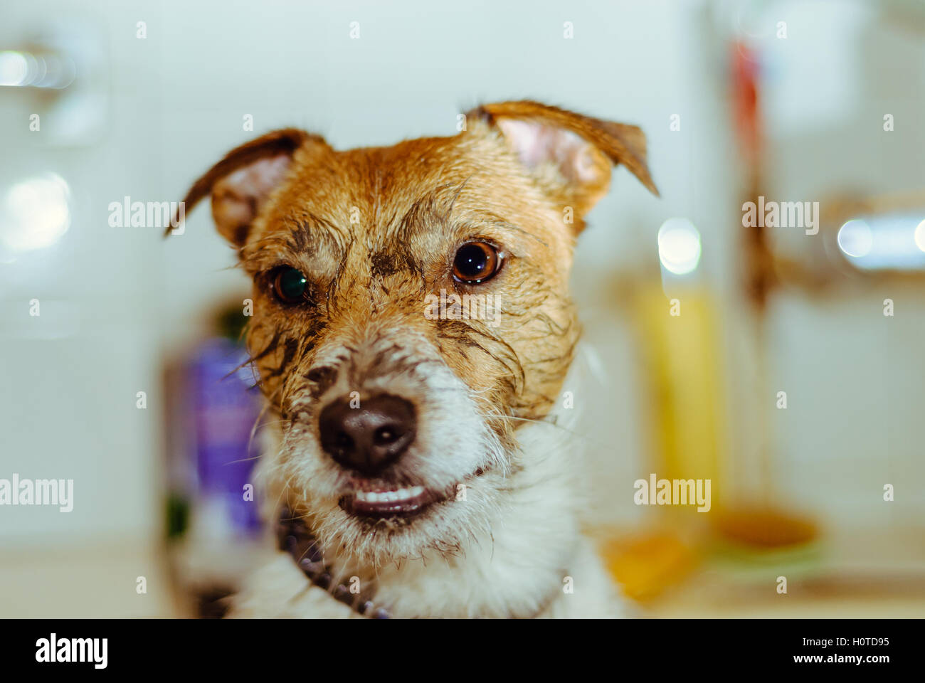 Dirty dog after walk needs grooming and washing Stock Photo