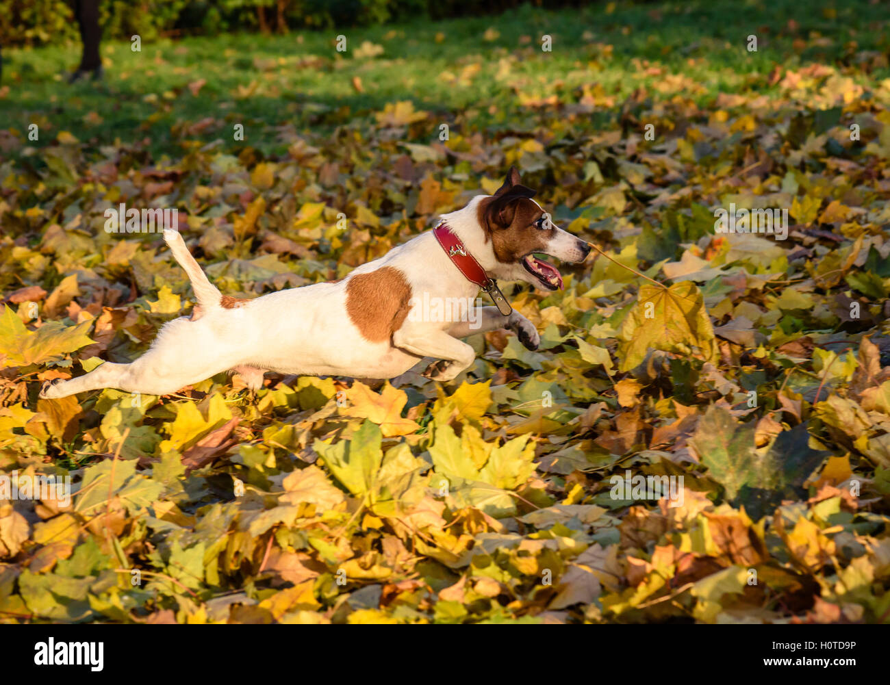 Running maple hires stock photography and images Alamy