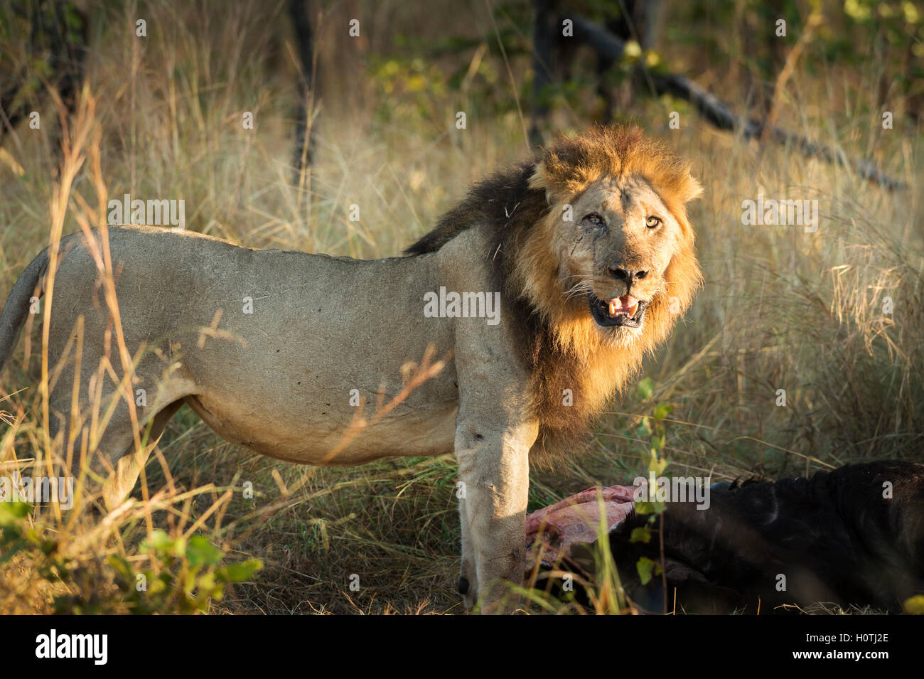 Hippopotamus Predator Stock Photos Amp Hippopotamus Predator