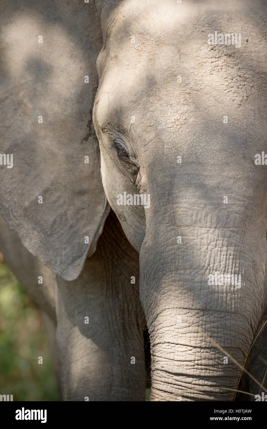 African bush elephant calf crossing hi-res stock photography and images ...