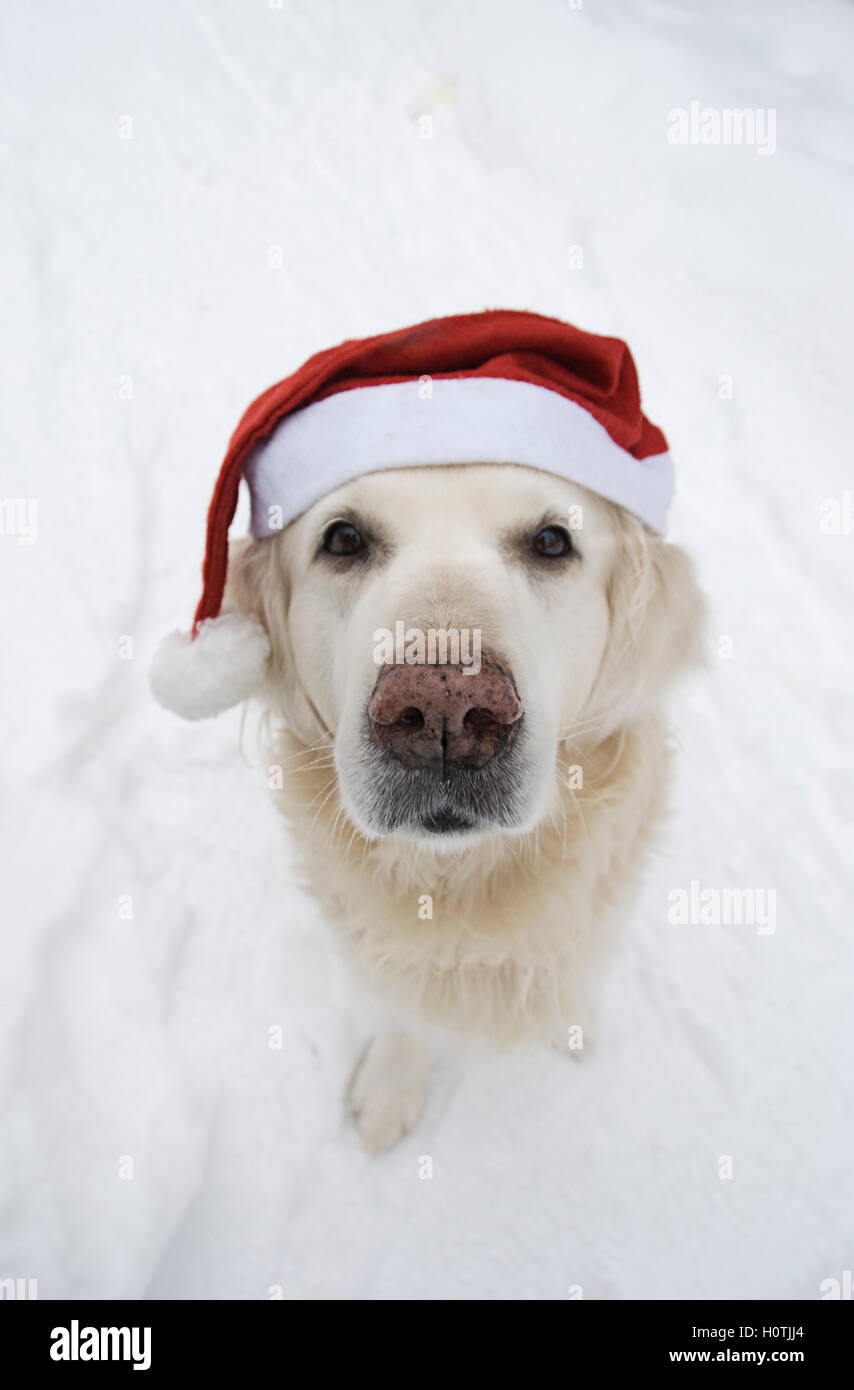Golden Retriever dog with Santa Claus hat Stock Photo - Alamy