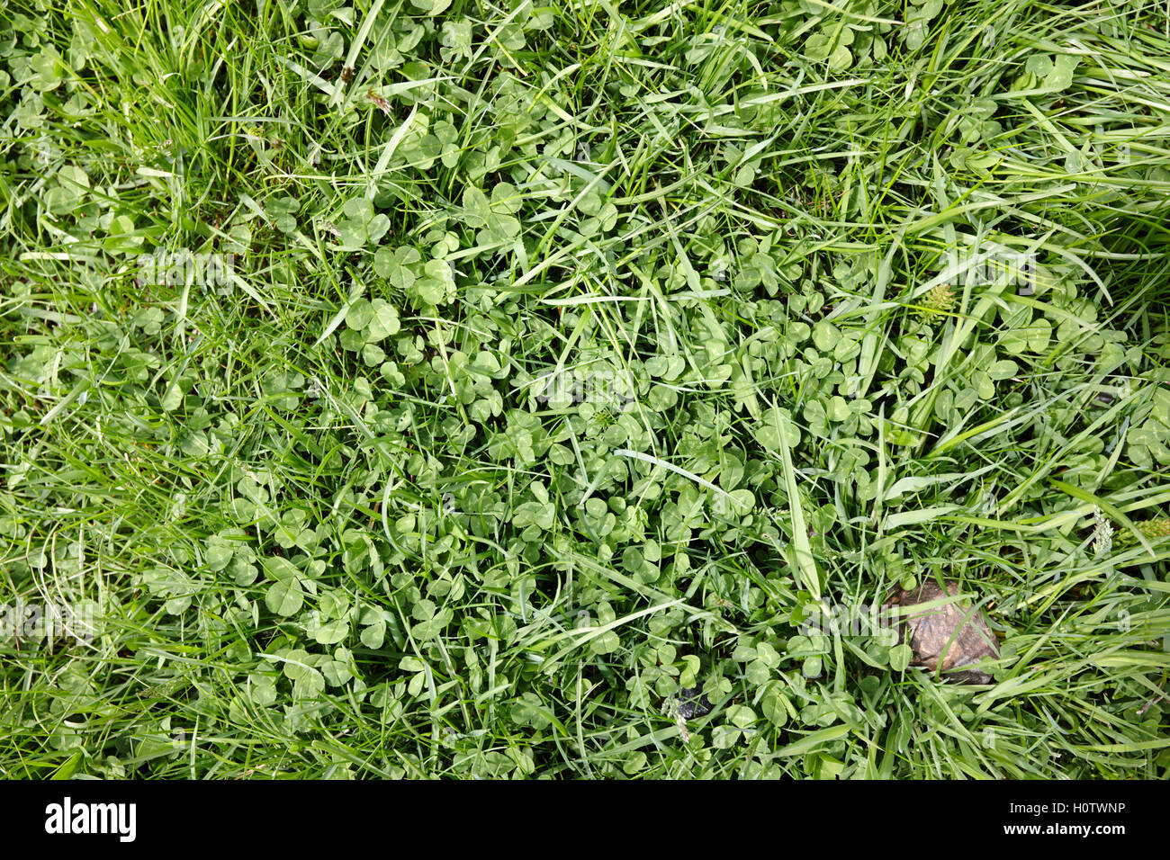 three leaved clover growing in grassland in Iceland Stock Photo