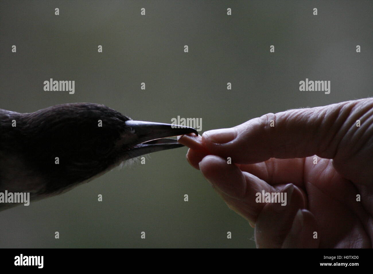 Butcher bird hires stock photography and images Alamy