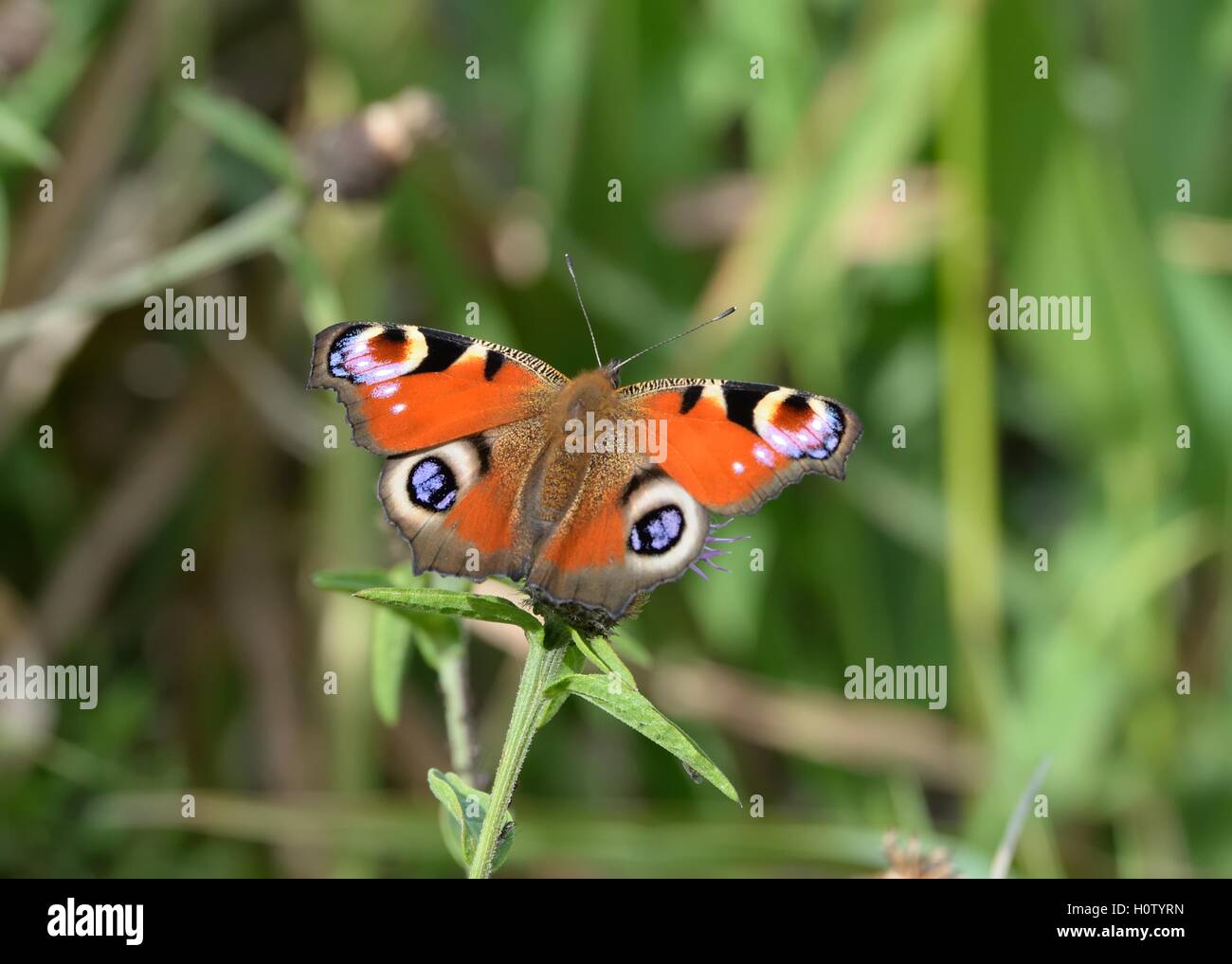 A peacock butterfly in the UK Stock Photo