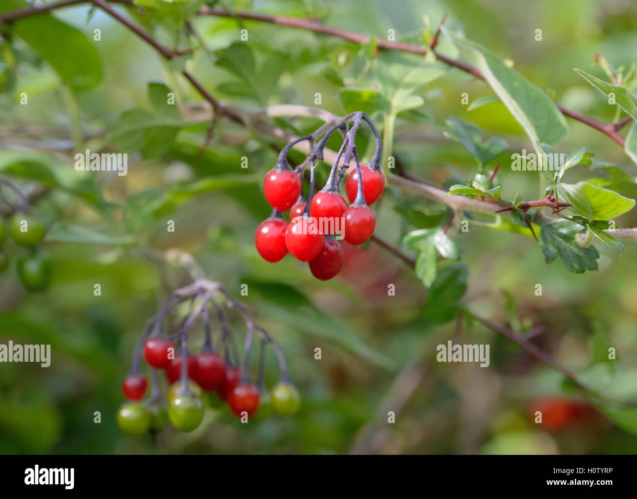 Berries of the shrub Solanum dulcamara or woody nightshade or deadly nightshade or Bittersweet. Stock Photo