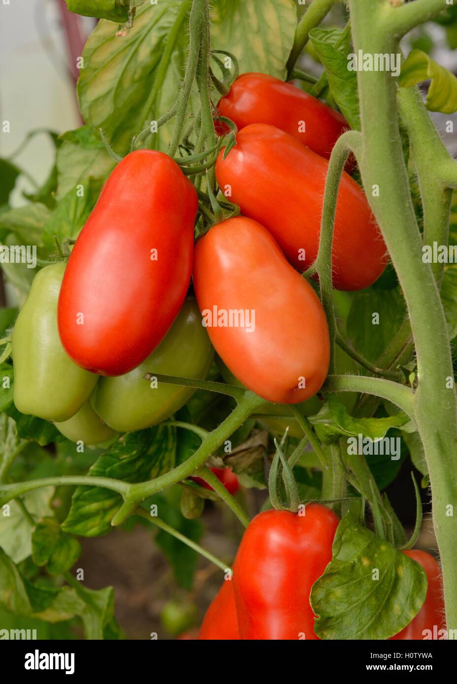 Plum tomatoes growing in an allotment greenhouse Stock Photo Alamy